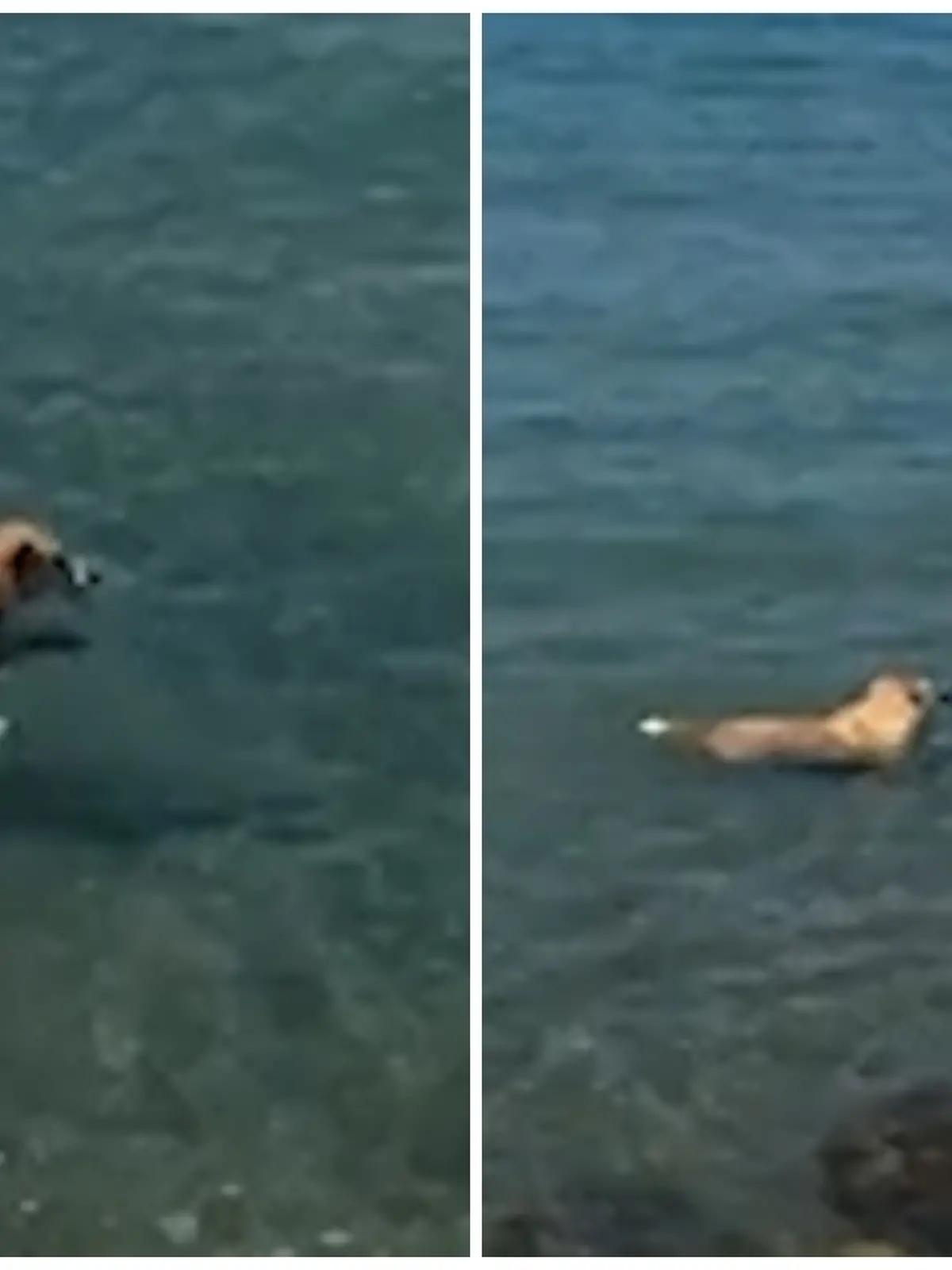 Fotokollage: links springt der Hund ins Wasser, rechts ist er ganz nah an dem Hai