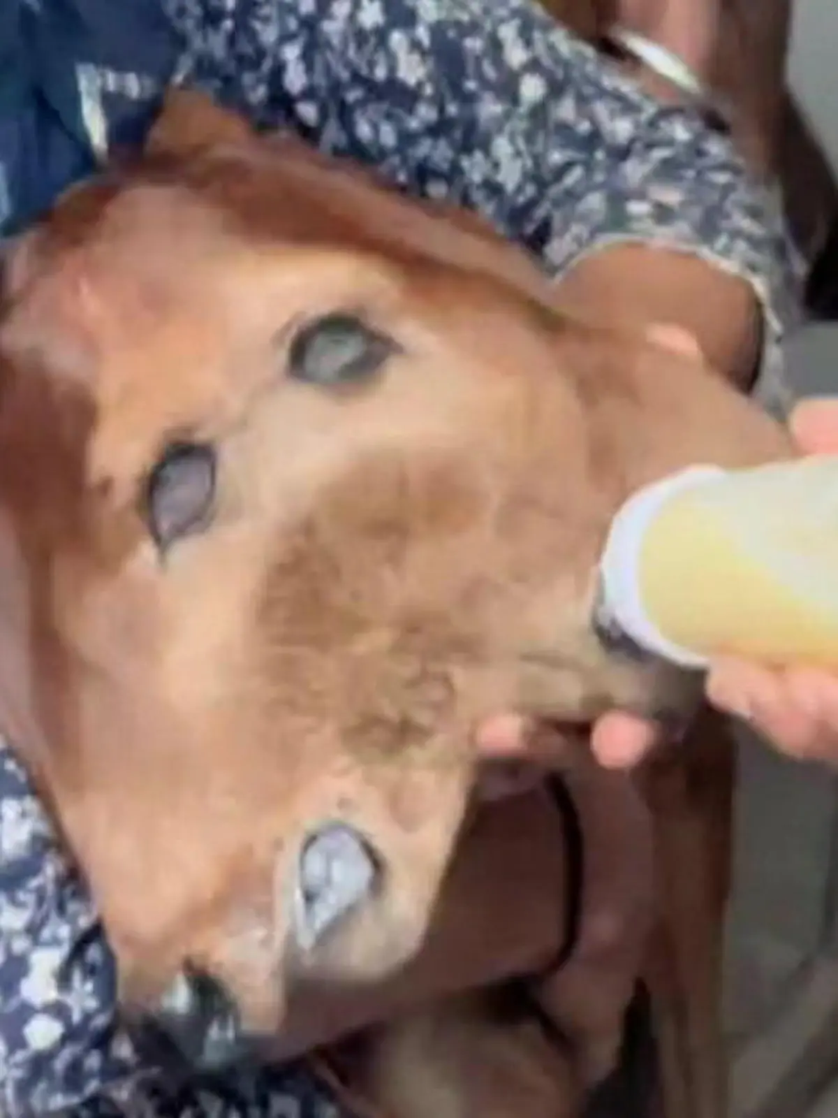 Ein Kuhkalb mit zwei Nasen, zwei Mündern und vier Augen wird von einem Stallarbeiter per Flasche gefüttert.
