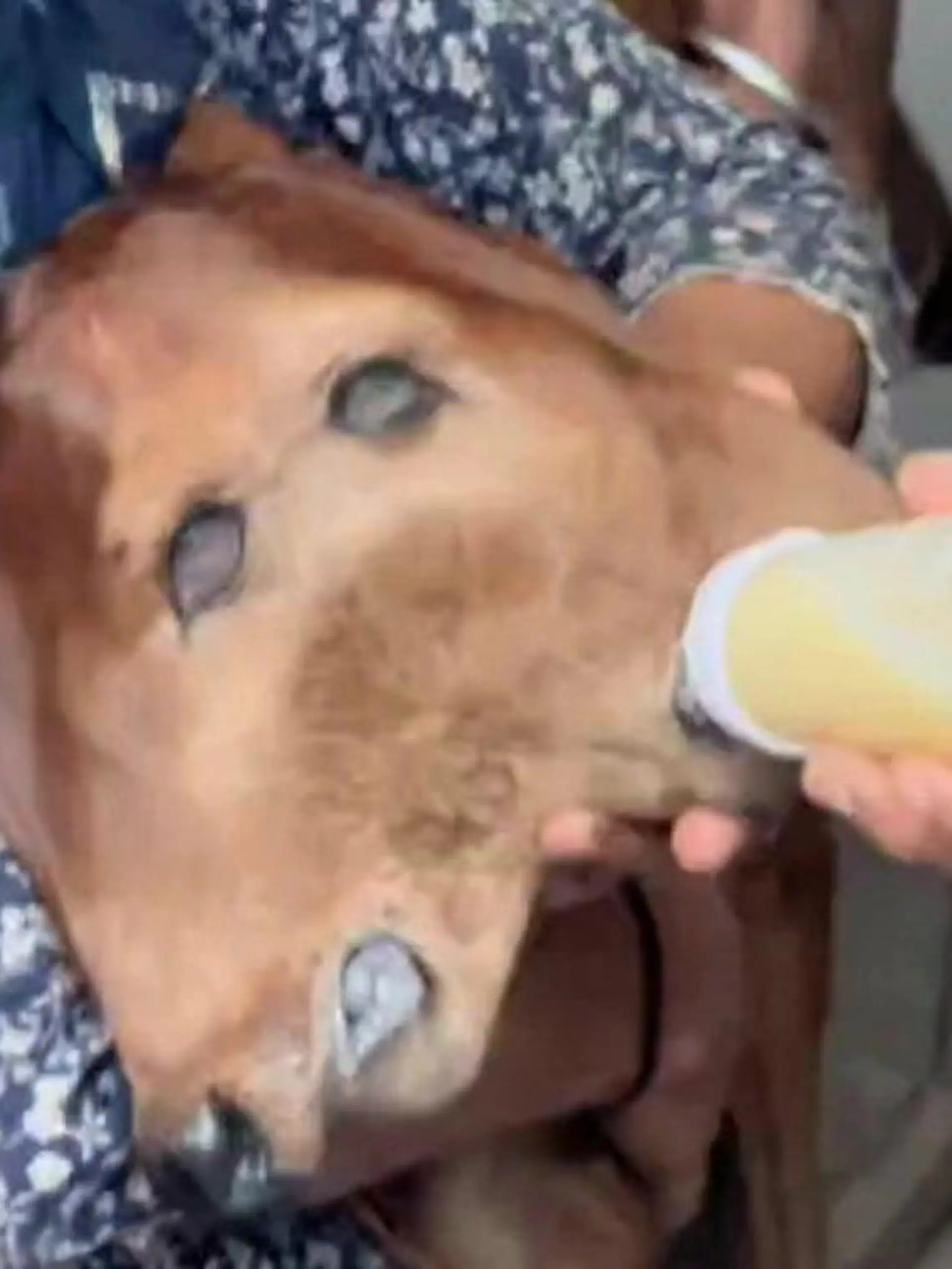 Ein Kuhkalb mit zwei Nasen, zwei Mündern und vier Augen wird von einem Stallarbeiter per Flasche gefüttert.