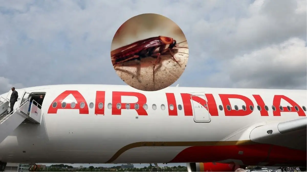 Collage Flugzeug Air India und Kakerlake