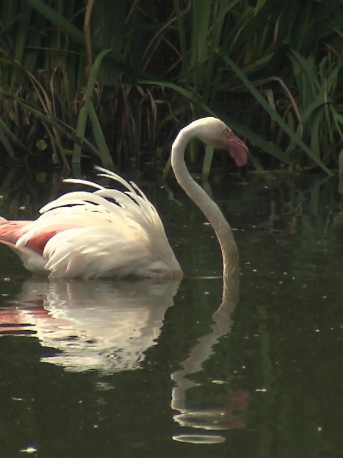 Von dem Wundermittel hätten wir auch gerne was ab! Dass dieses Federtier schon stolze 75 Jahre alt sein soll, kann man bei seinem Anblick kaum glauben. Werden Flamingos in freier Wildbahn gerade einmal um die 40, zieht Flamingo Ingo noch immer gemächlich seine Runden im Gehege des Berliner Zoos. Einzig die nicht mehr ganz so rosigen Federn entlarven den Opa unter den Vögeln. Auf welches Geheimrezept Ingo im Alter setzt?