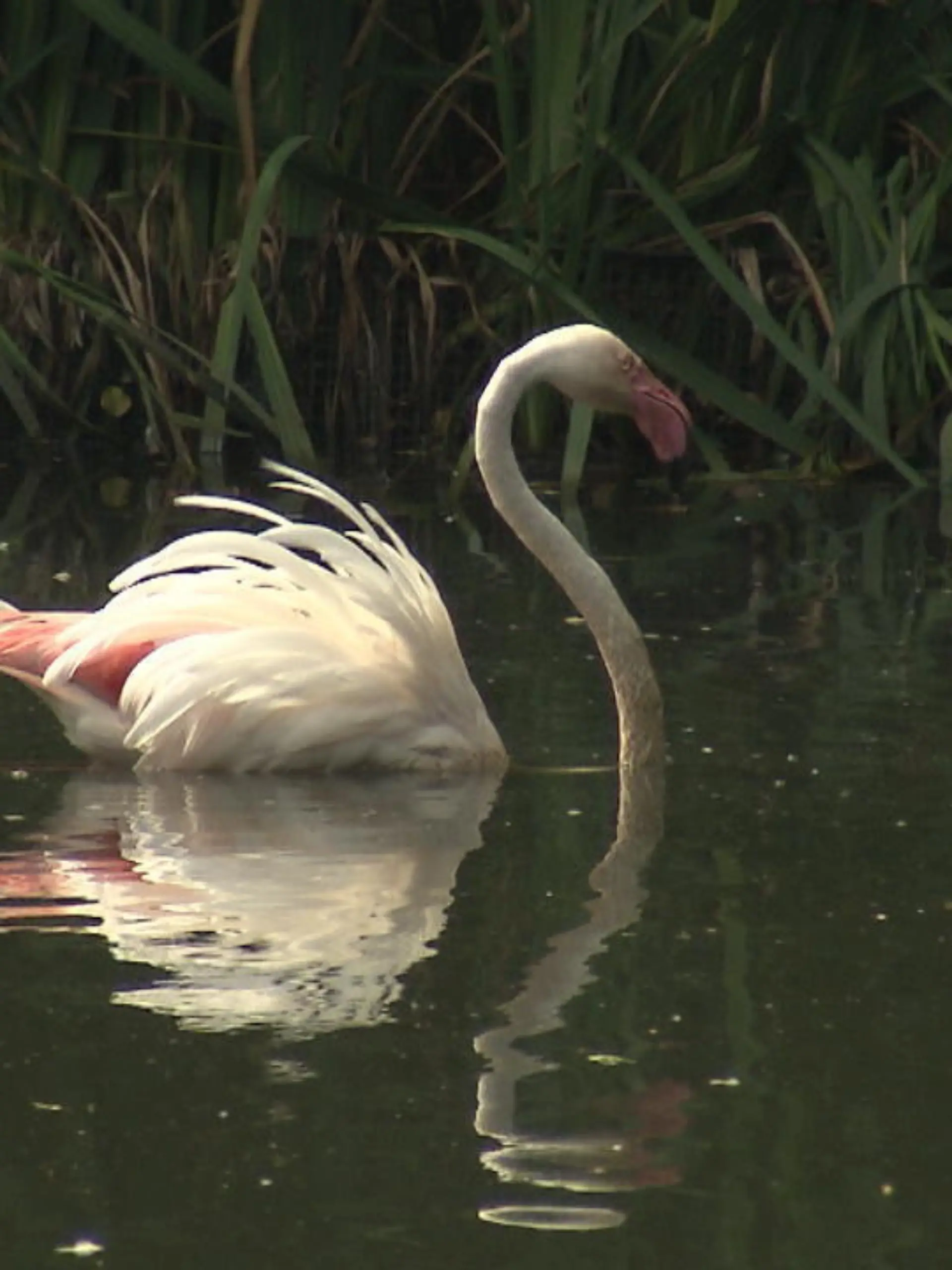 Von dem Wundermittel hätten wir auch gerne was ab! Dass dieses Federtier schon stolze 75 Jahre alt sein soll, kann man bei seinem Anblick kaum glauben. Werden Flamingos in freier Wildbahn gerade einmal um die 40, zieht Flamingo Ingo noch immer gemächlich seine Runden im Gehege des Berliner Zoos. Einzig die nicht mehr ganz so rosigen Federn entlarven den Opa unter den Vögeln. Auf welches Geheimrezept Ingo im Alter setzt?
