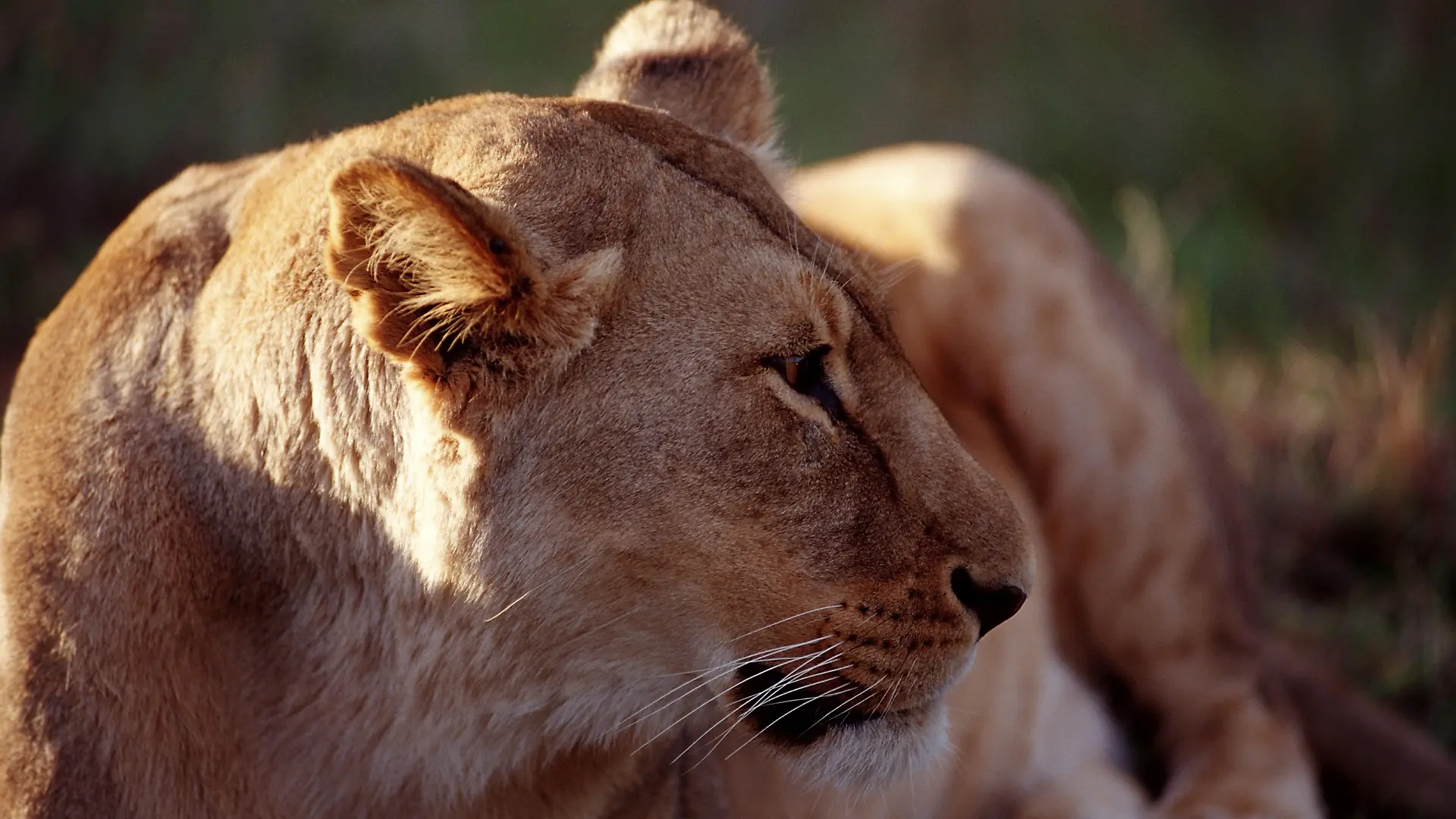 Ein Löwe in einem afrikanischen Zoo hat einen Mitarbeiter tödlich attackiert. (Symbolbild)