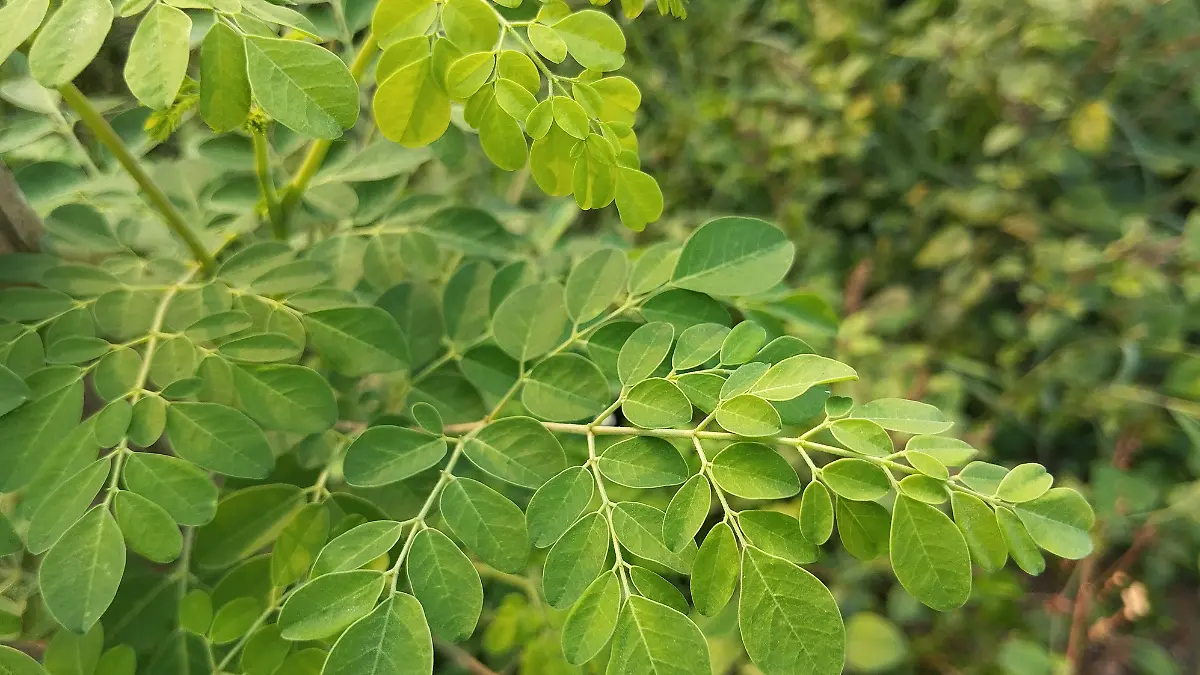 Eine Moringa-Pflanze im Wald.