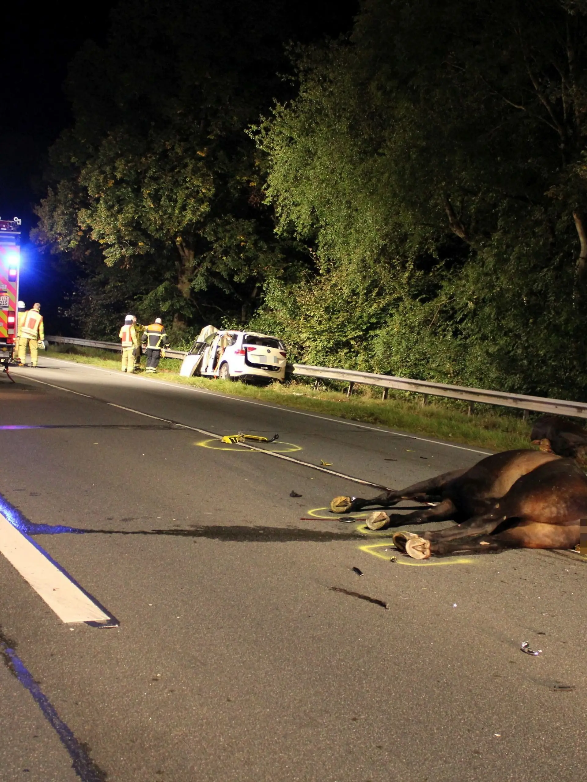 Bild zu: "Trieb ein Wolf die panischen Pferde vor sein Auto?"