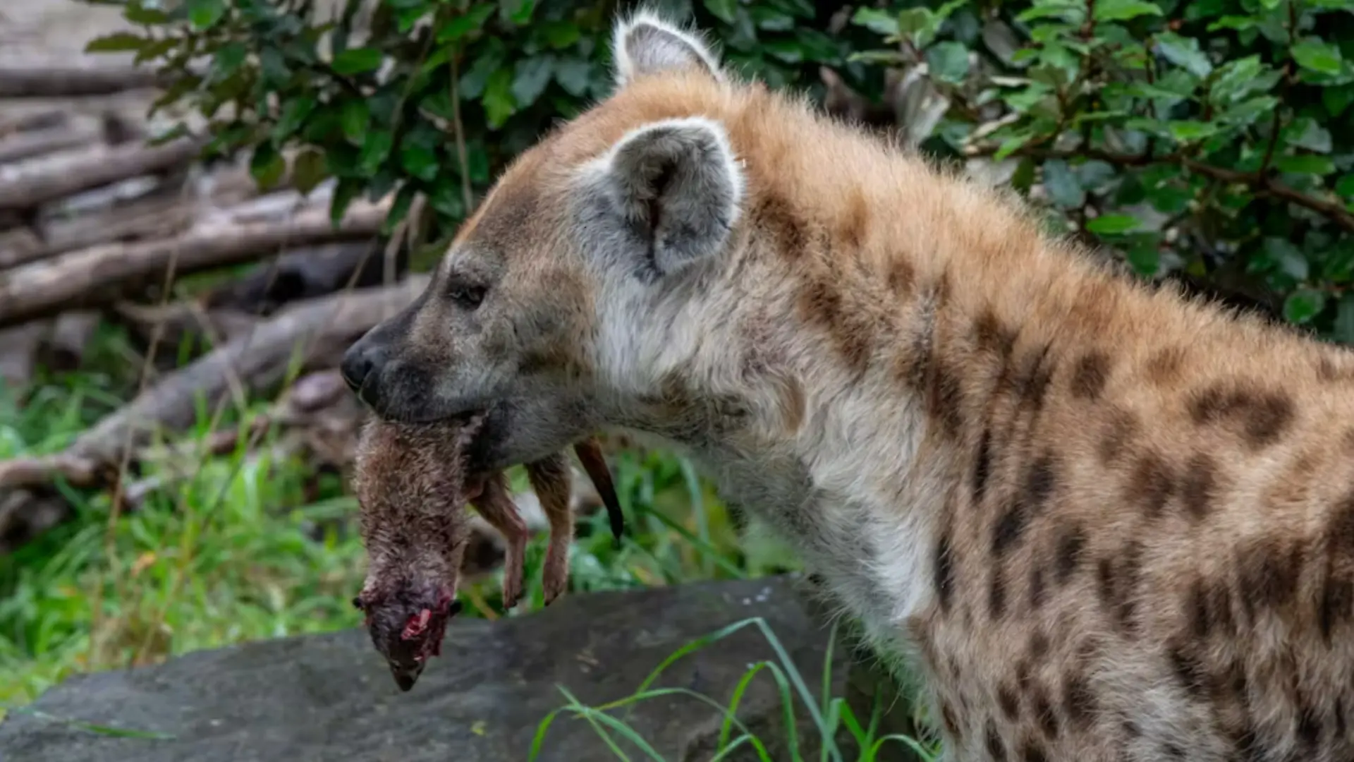 Eine Hyäne frisst ein Erdmännchen. 