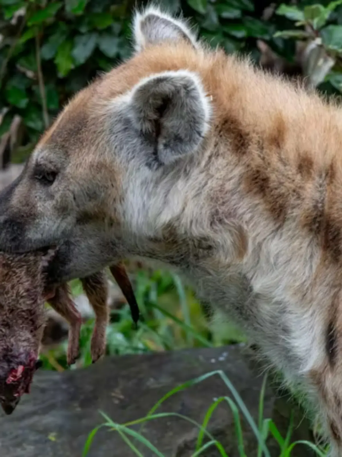 Eine Hyäne frisst ein Erdmännchen. 