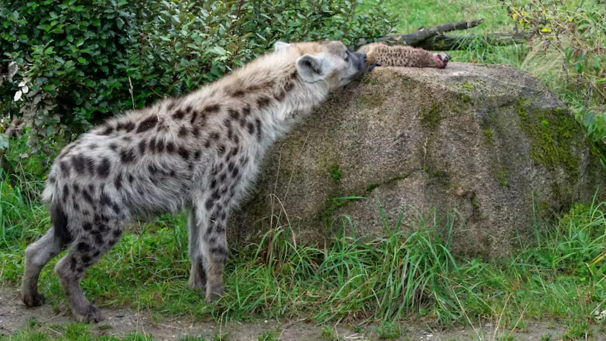 Eine Hyäne frisst ein Erdmännchen. 