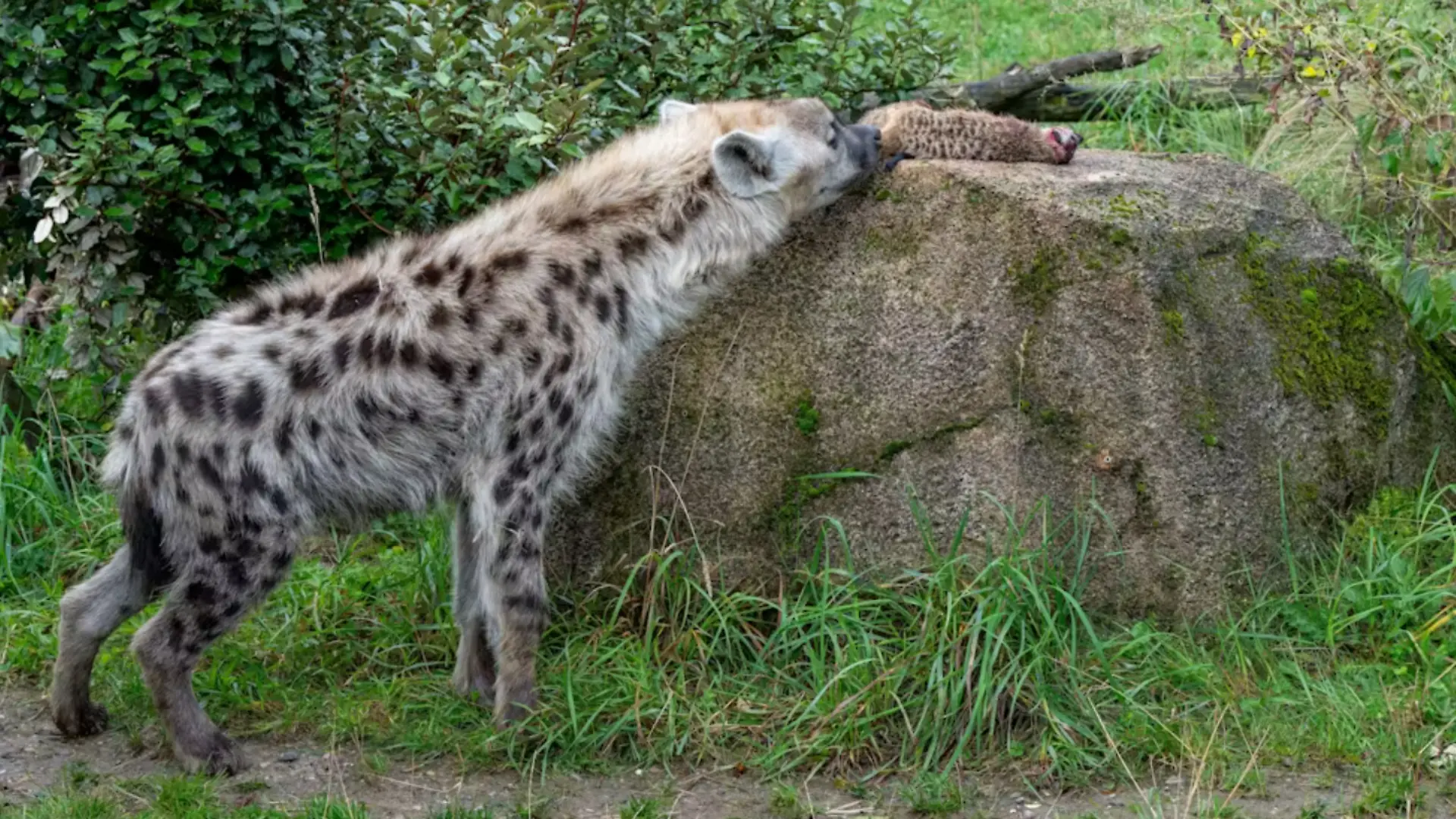 Eine Hyäne frisst ein Erdmännchen. 