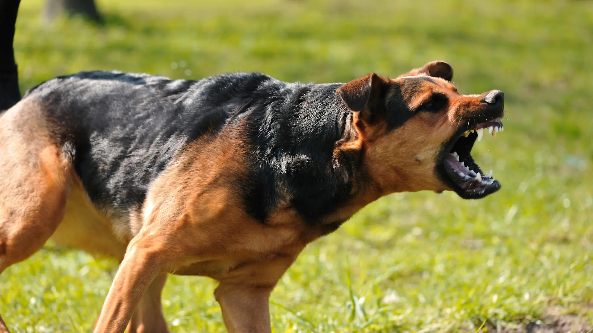 Hund bellt