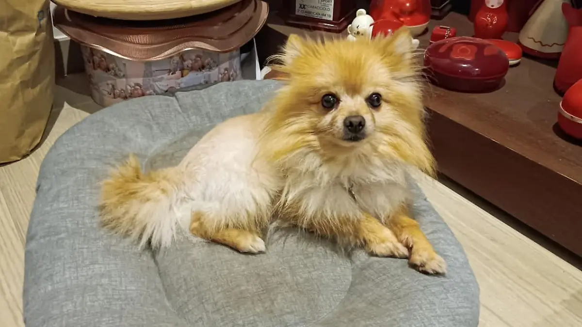 Ein deutscher Spitz. 