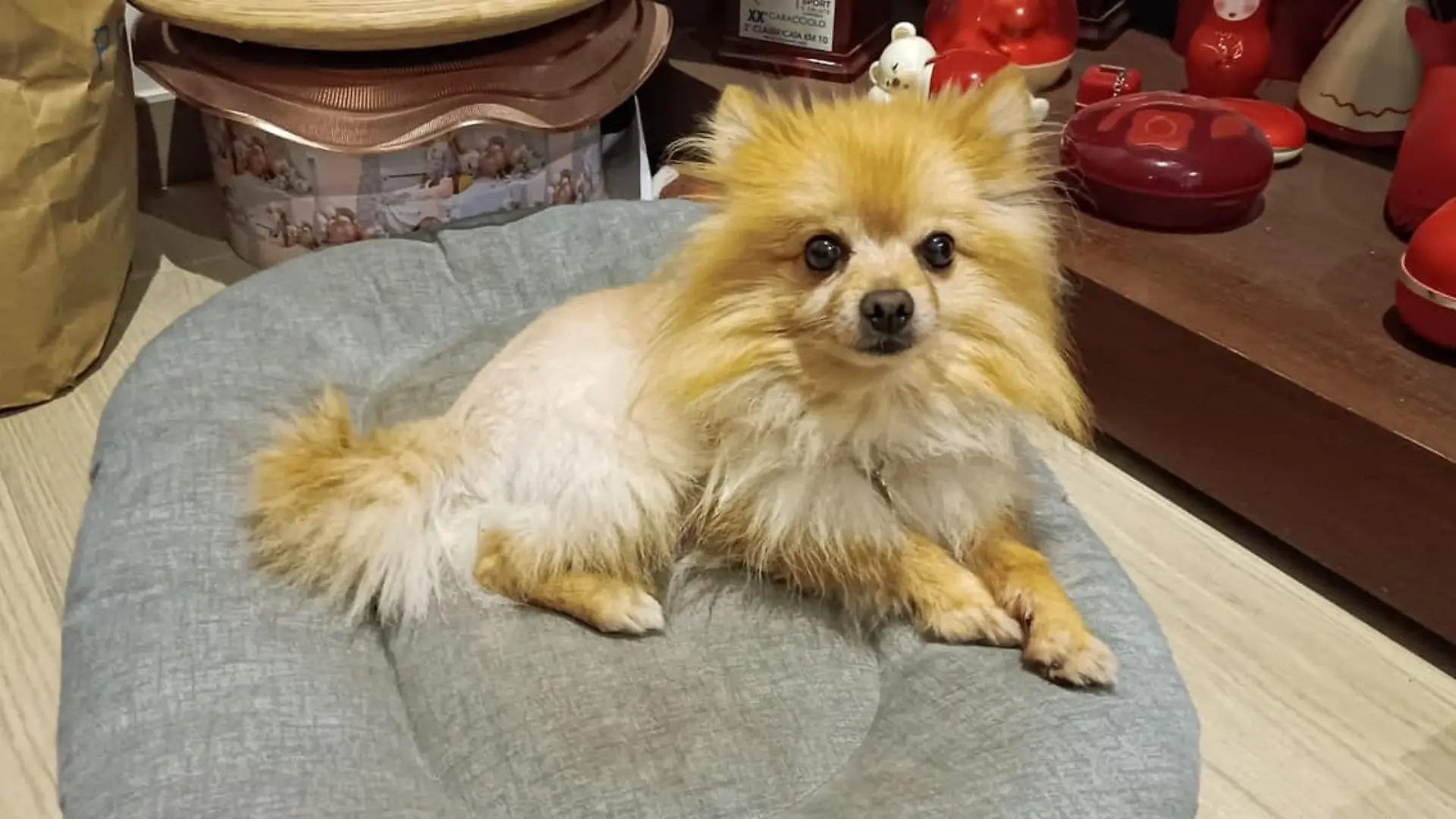 Ein deutscher Spitz.