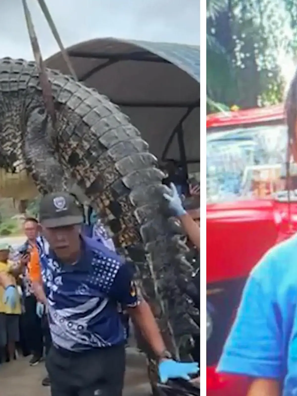 Bild zu: "Riesenkrokodil verschlingt Cecelia (6)! Schockierende Entdeckung im Magen des Tieres"