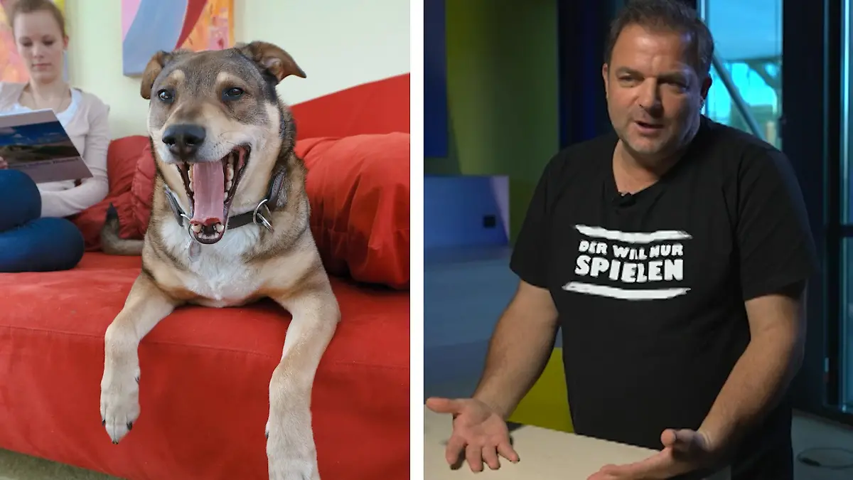 Warum legt sich mein Hund immer auf mich oder meinen Platz? Martin Rütter klärt auf