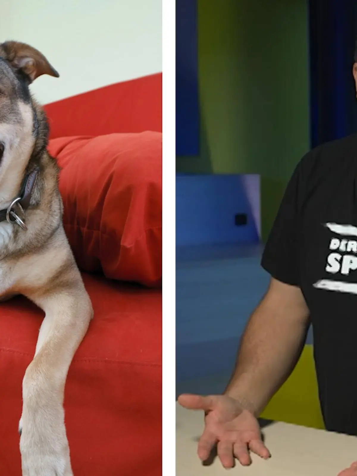 Bild zu: "Warum legt sich mein Hund immer auf mich oder meinen Platz?"