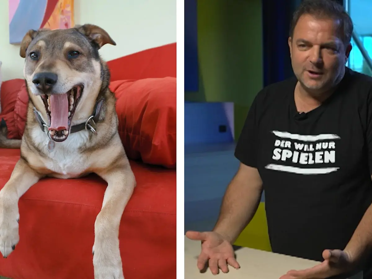 Martin Rtter klrt auf: Warum legt sich mein Hund immer auf mich oder  meinen Platz?