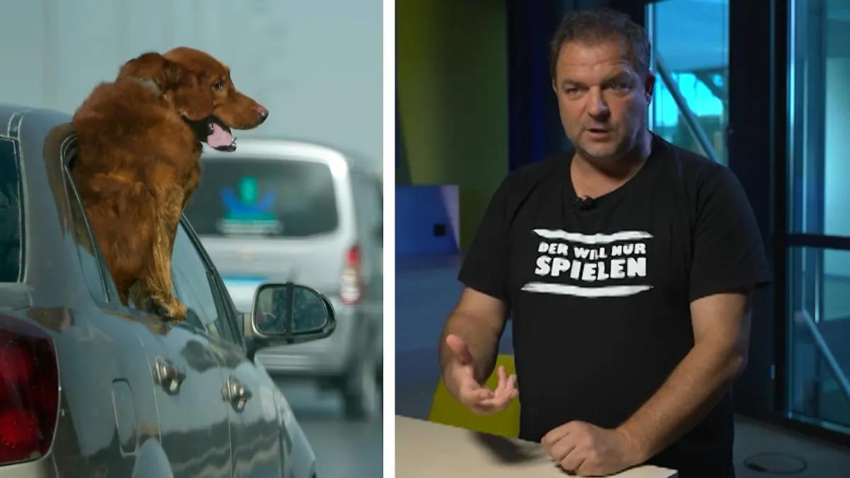 Worauf muss ich bei Autofahrten mit Hund achten? Martin Rütter klärt auf