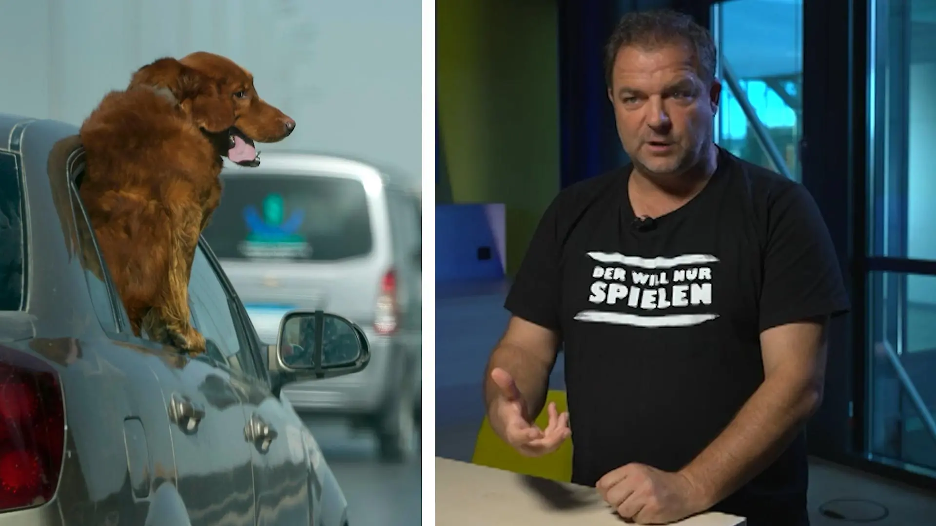 Worauf muss ich bei Autofahrten mit Hund achten? Martin Rütter klärt auf