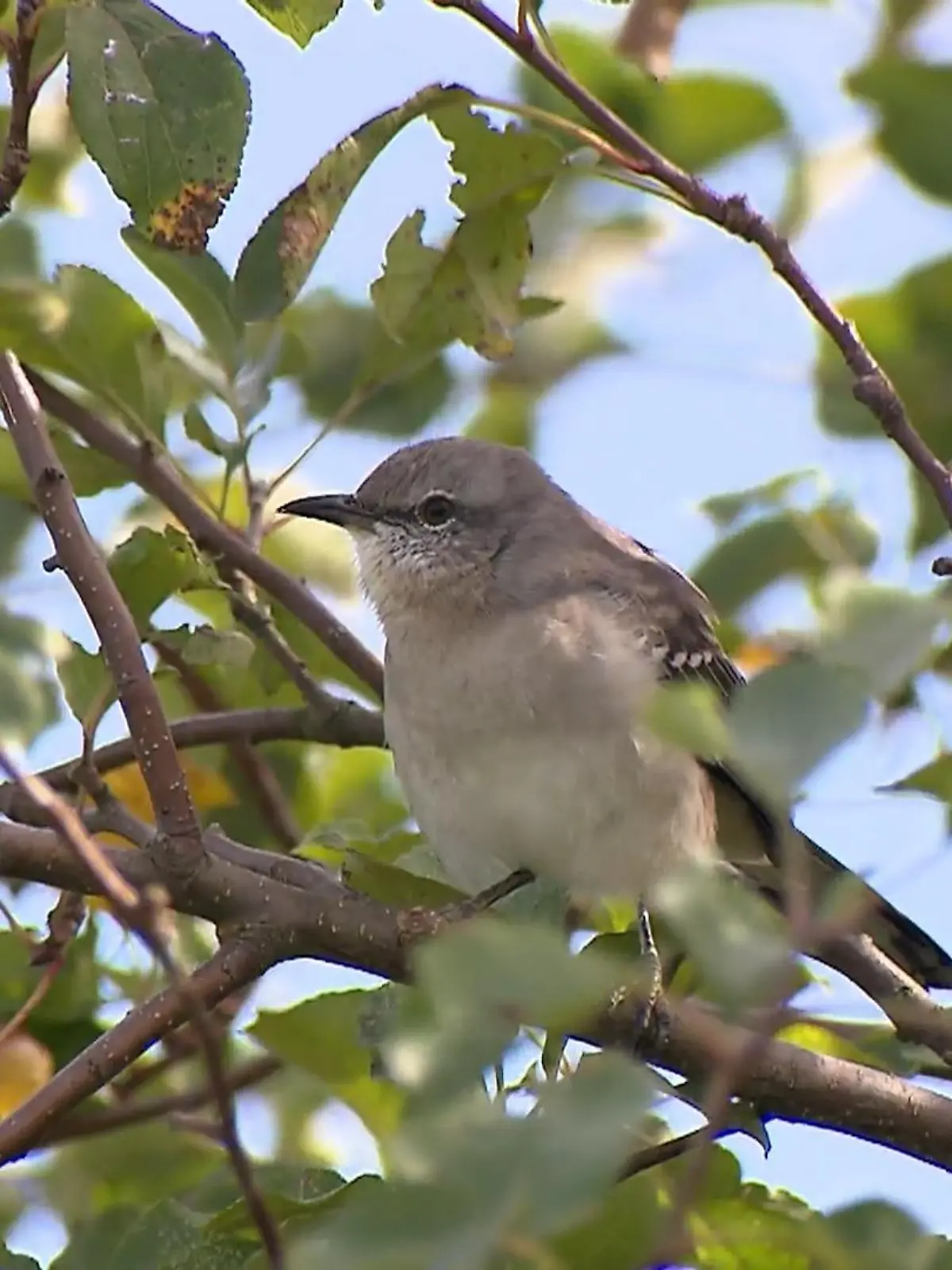 Bild zu: "Spektakuläre Vogel-Sichtung"