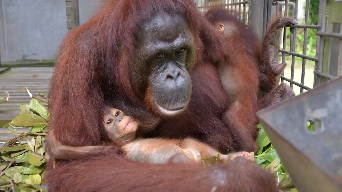 Orang-Utan-Mama Du hält ihr eigenes Baby und das Baby ihrer Freundin Melata auf. Das wurde noch nie zuvor beobachtet. 