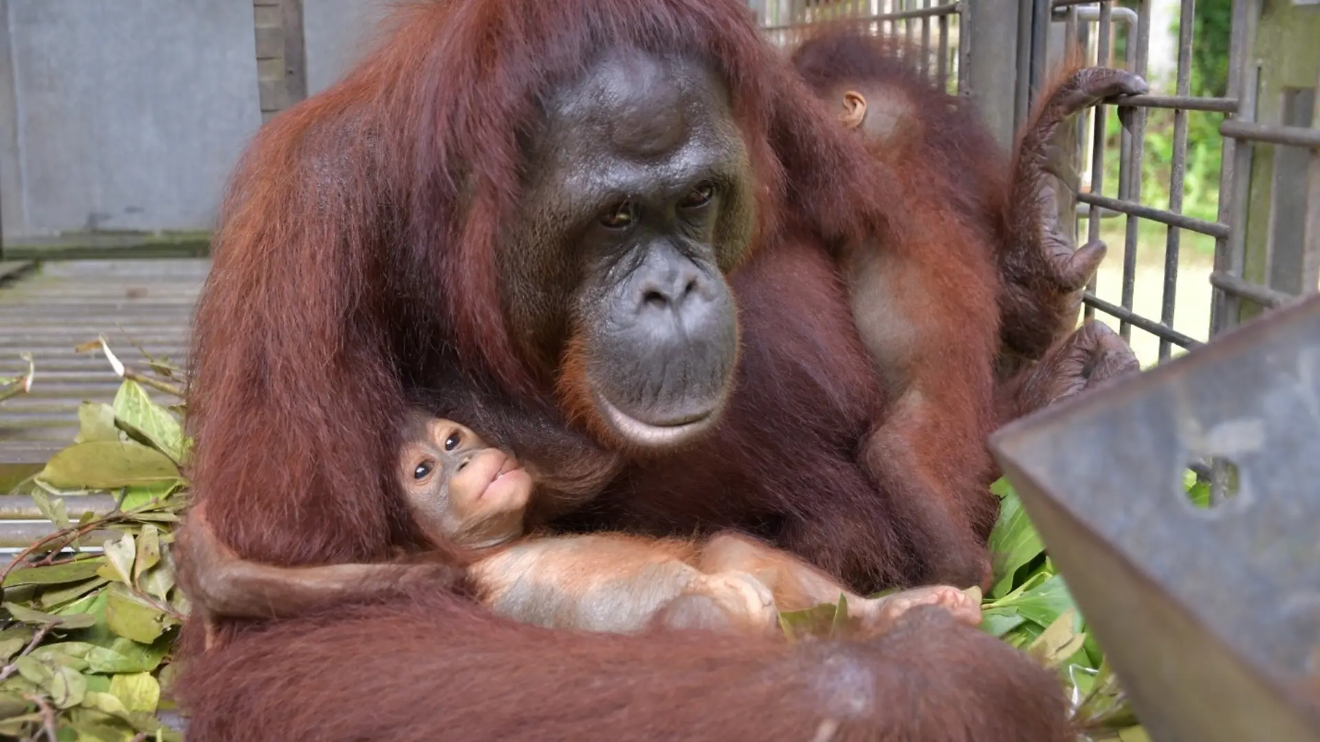Orang-Utan-Mama Du hält ihr eigenes Baby und das Baby ihrer Freundin Melata auf. Das wurde noch nie zuvor beobachtet.