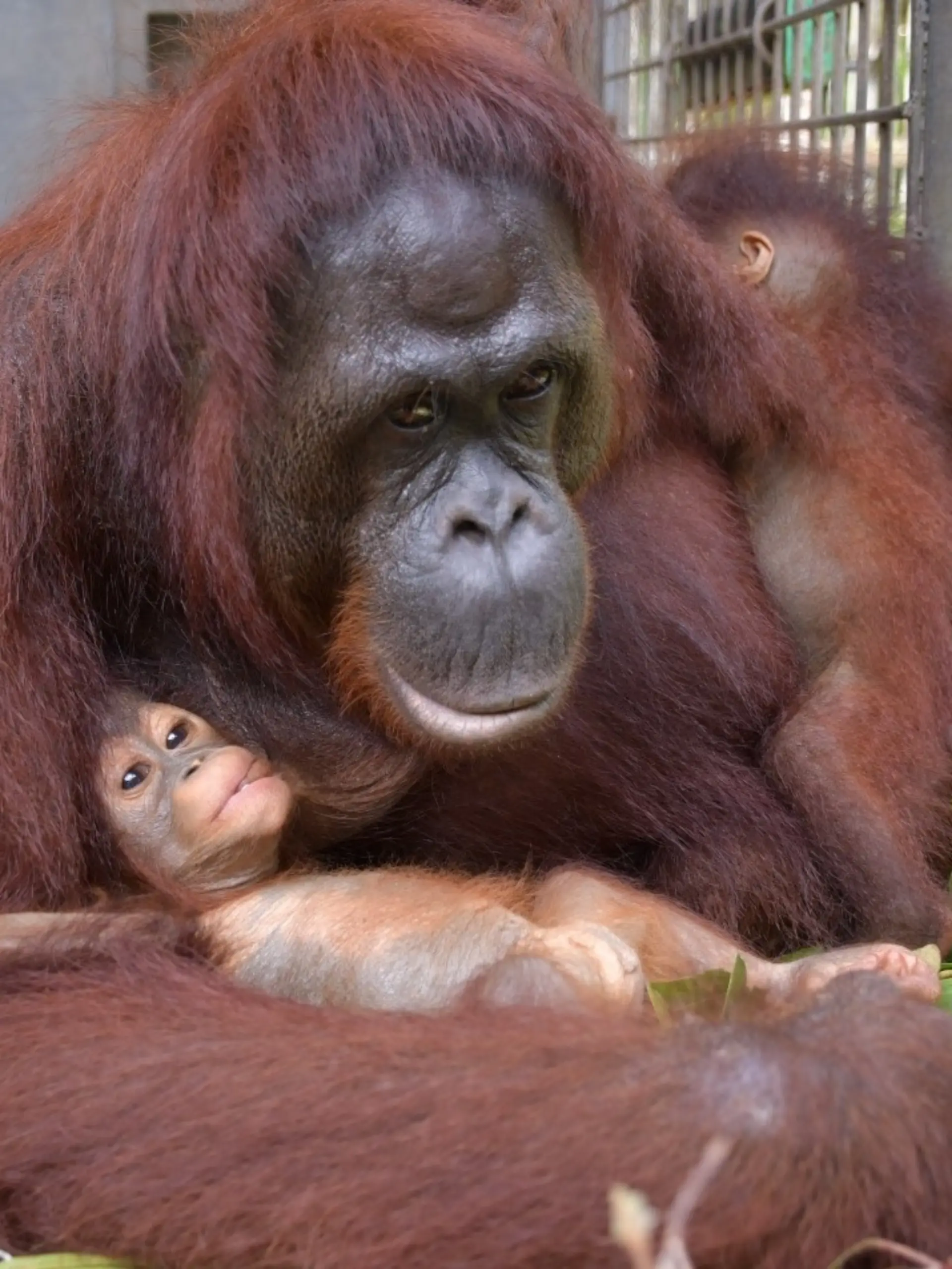 Orang-Utan-Mama Du hält ihr eigenes Baby und das Baby ihrer Freundin Melata auf. Das wurde noch nie zuvor beobachtet. 