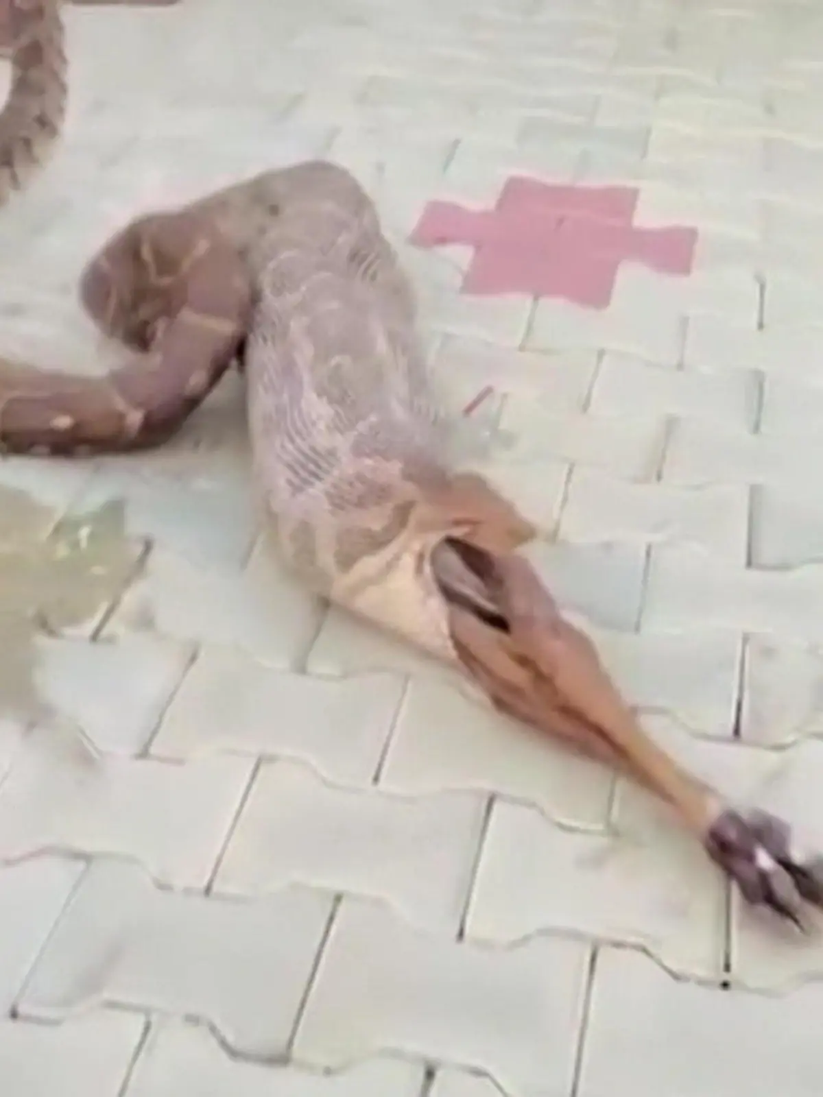 Männer zwingen Python Fressen hervorzuwürgen.