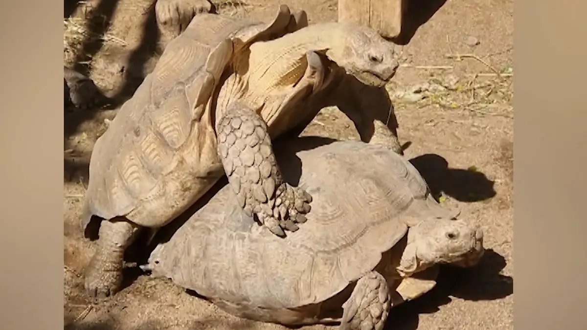 Sex-Schildkröte stöhnt den ganzen Dierentuin nicht JA, geht's noch lauter?!