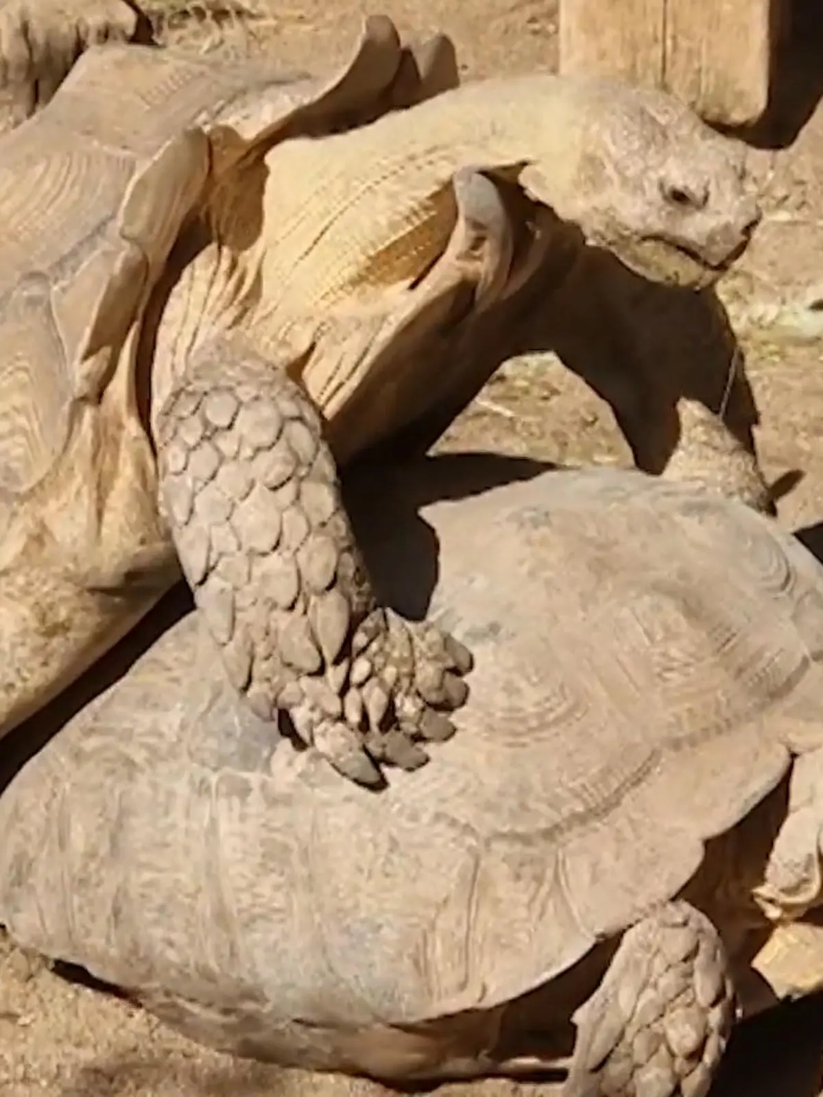 Bild zu: "JA, geht’s noch lauter?! Sex-Schildkröte stöhnt den ganzen Zoo zusammen"