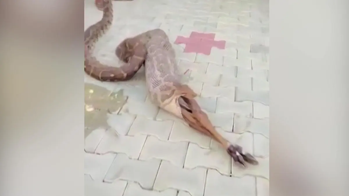 Manner sind gnadenlos! Pythonmus Kalb wieder hochwürgen Diese Beute is heilig!