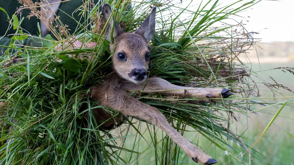 Wilko Florstedt vom Verein Wildtierretter Sachsen-Anhalt trägt ein Rehkitz von einem Feld. Es wurde zuvor mit einer Drohne, die mit einer Wärmebildkamera ausgestattet ist, aufgespürt.