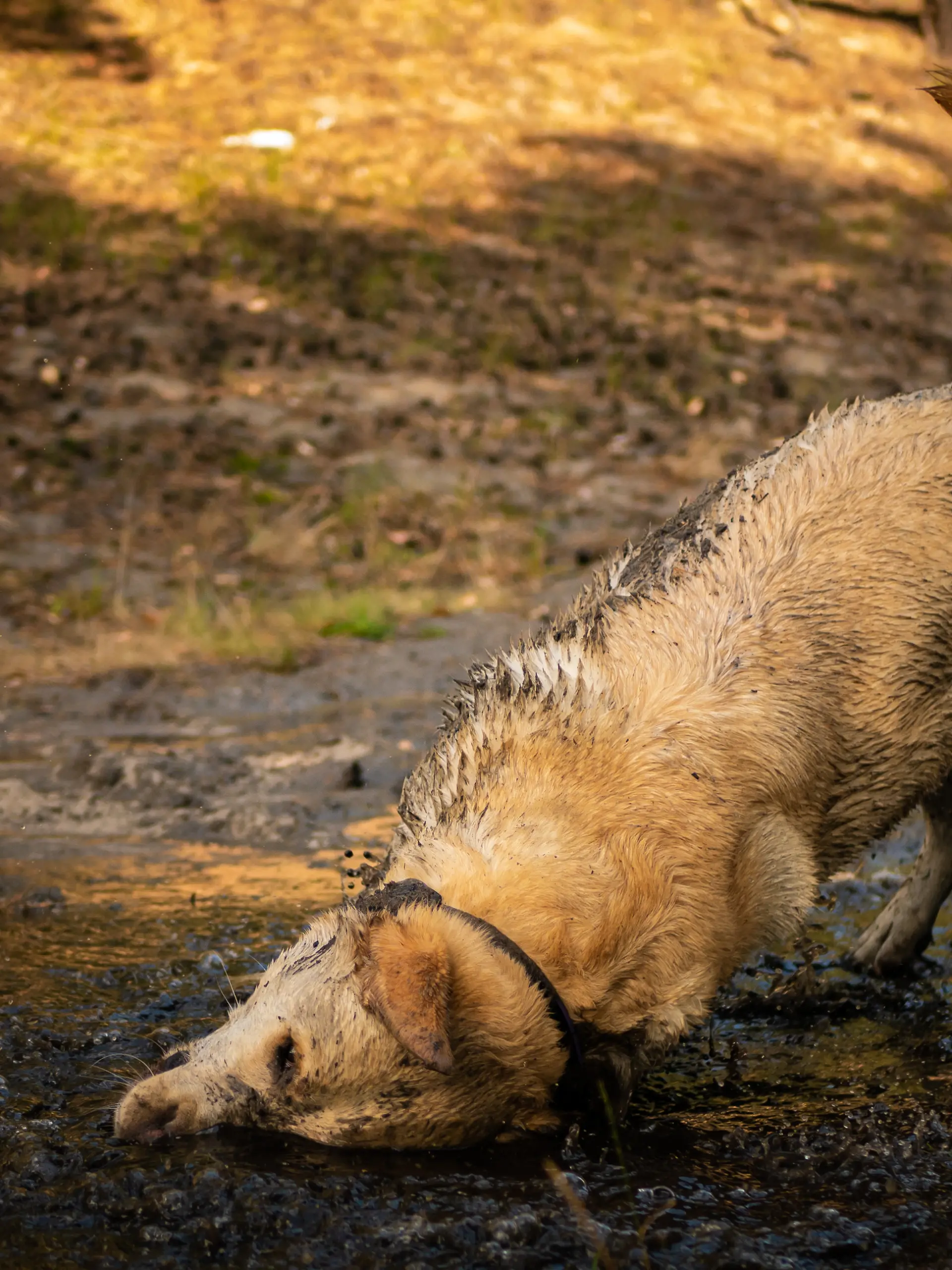 Hund wälzt sich in Kot oder Dreck - warum? Martin Rütter kennt die Antwort.