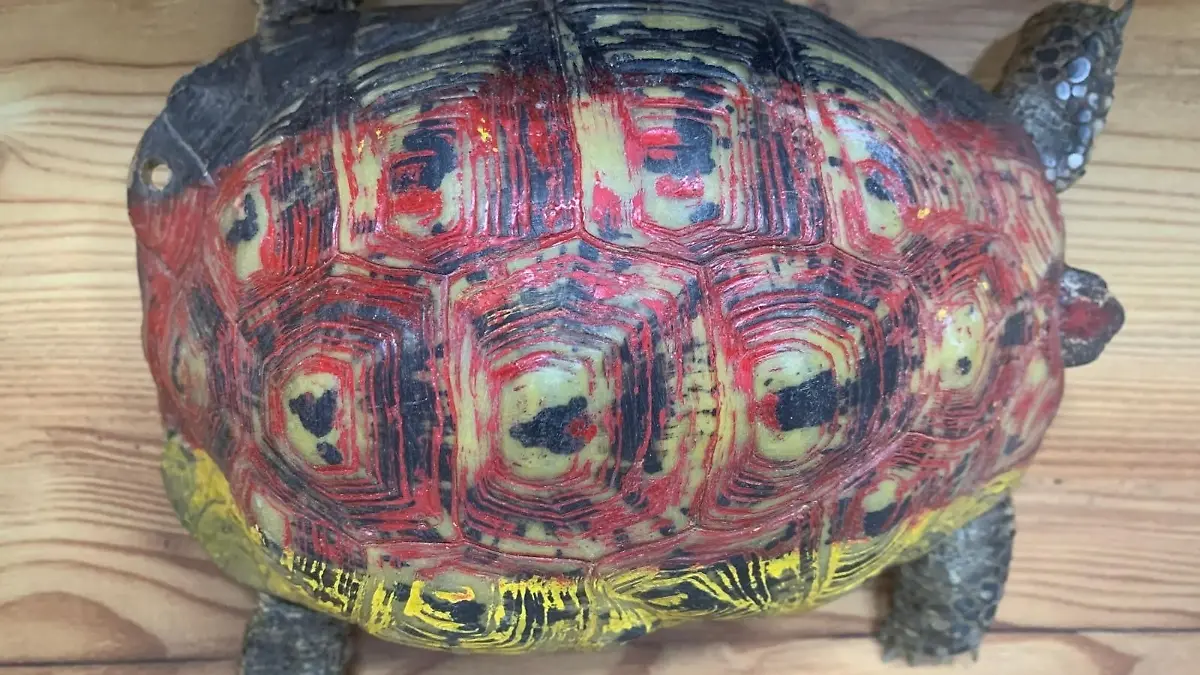 Der Panzer der Schildkröte wurde schwarz, rot, gelb bemalt.