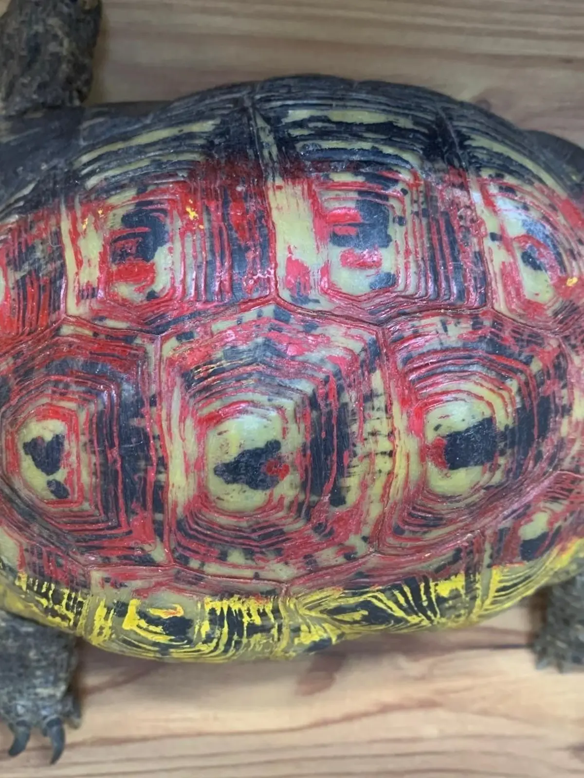 Der Panzer der Schildkröte wurde schwarz, rot, gelb bemalt.