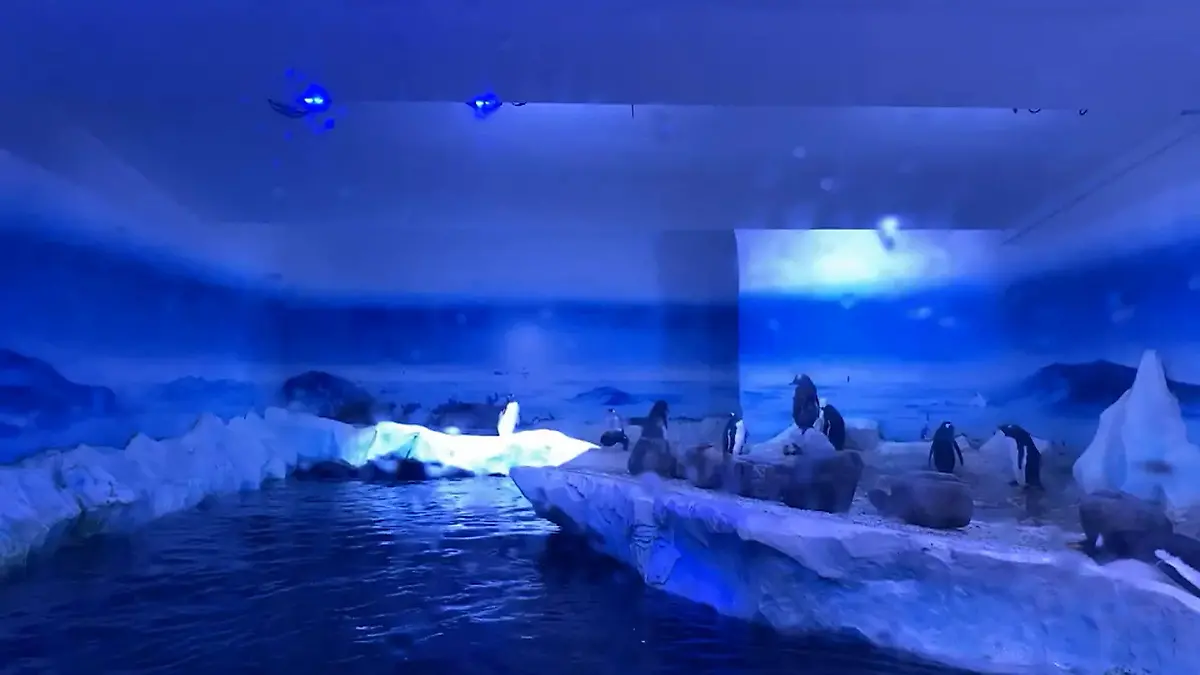 Londenaar Pinguine hausen in fensterlosem Keller! Tierschützer emport