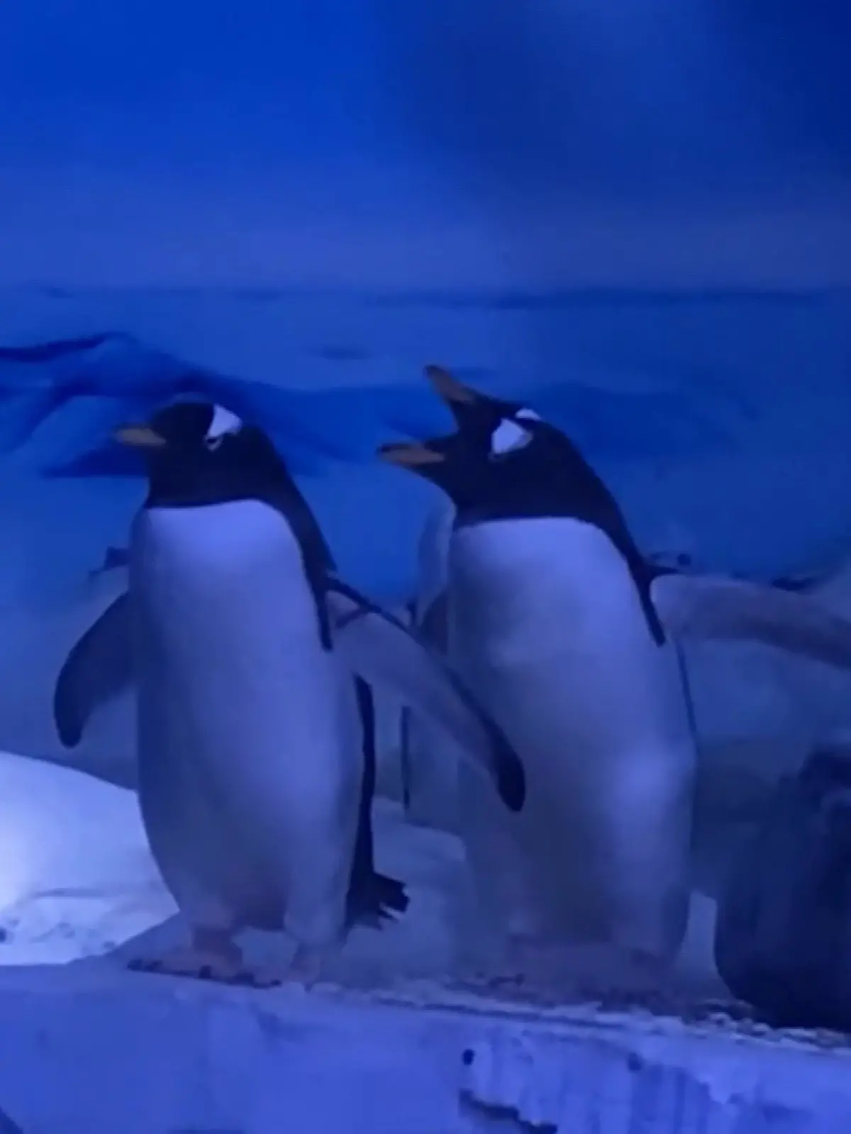 15 Eselspinguine leben ohne Tageslicht und frische Luft in einem Kellergehege des Sea Life London Aquariums. 