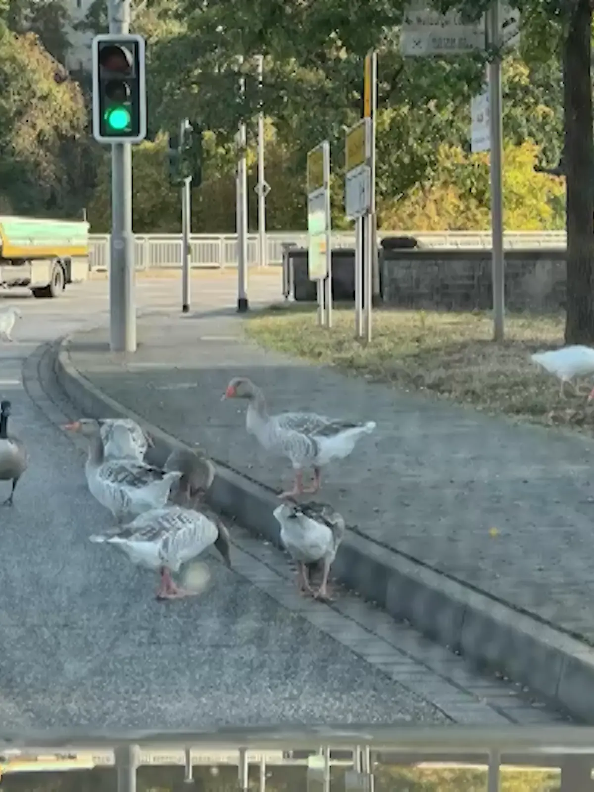 Bild zu: "„Gans ruhig!“ -  Weilburger Bürgermeister setzt sich für Kult-Vögel ein"