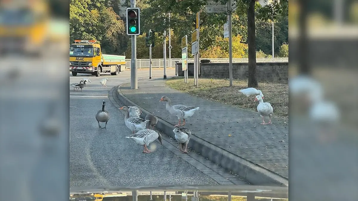 „Gans ruhig!“ -  Bürgermeister setzt sich für Kult-Vögel ein Doch kein Gnadenhof!