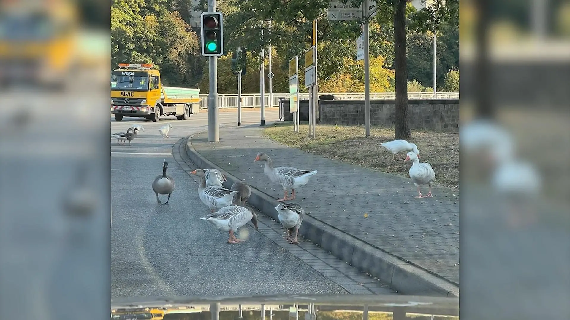 „Gans ruhig!“ - Bürgermeister setzt sich für Kult-Vögel ein Doch kein Gnadenhof!