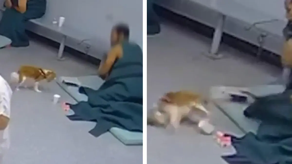 Häftling schlägt brutale auf Therapyhund Josie en Dafür bleven daar langer in Knast!