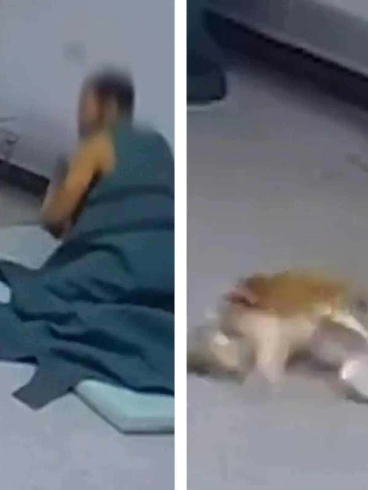 Bild zu: "Häftling prügelt Therapiehund Josie - Gehirnerschütterung"