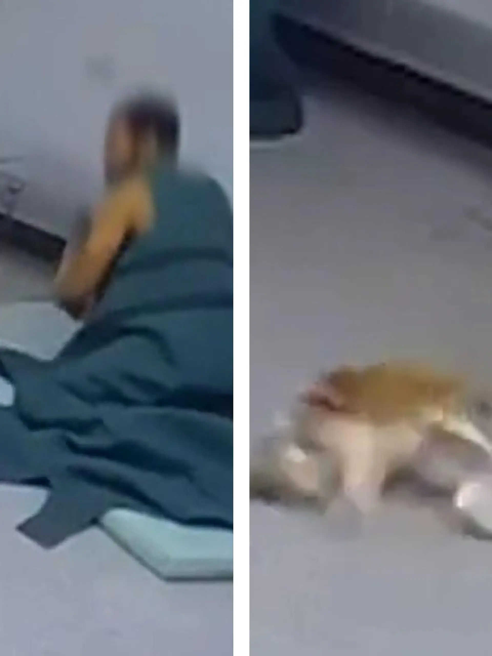Bild zu: "Häftling prügelt Therapiehund Josie - Gehirnerschütterung"