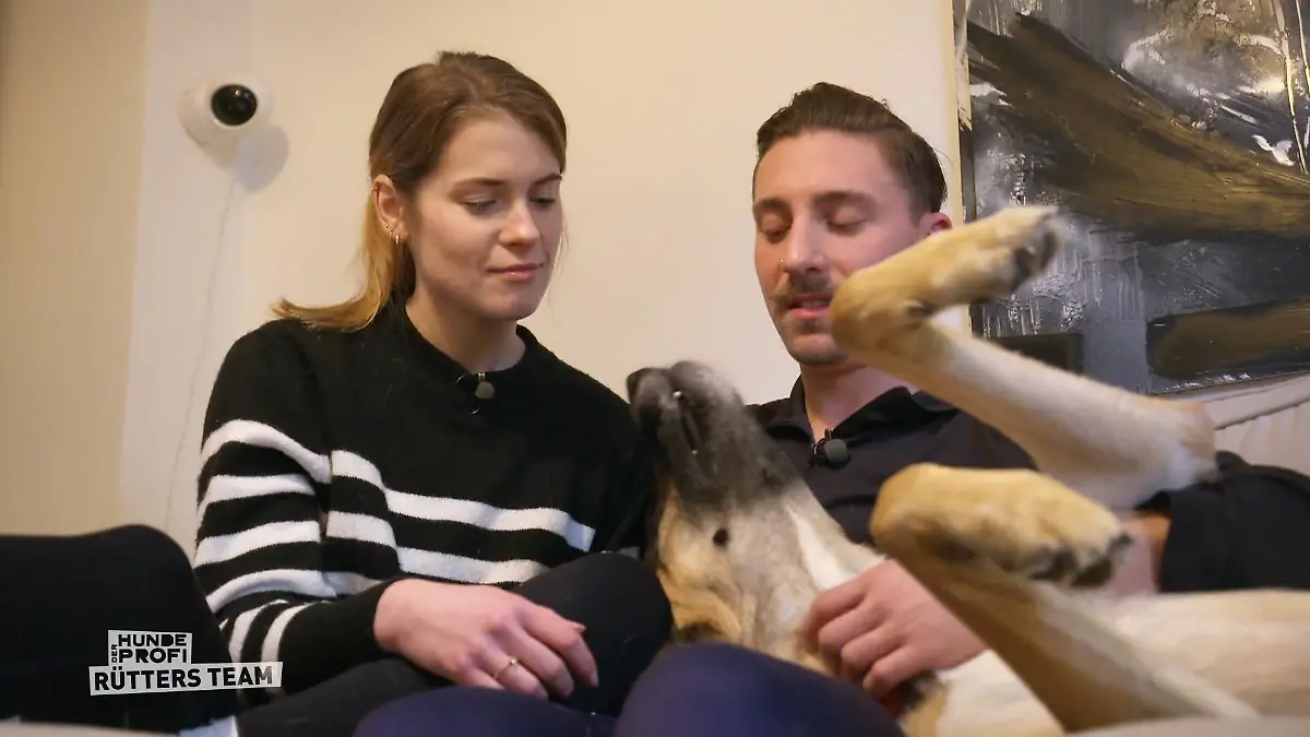 Stress bei Hundebegegnungen Schäferhund-Mix Jay