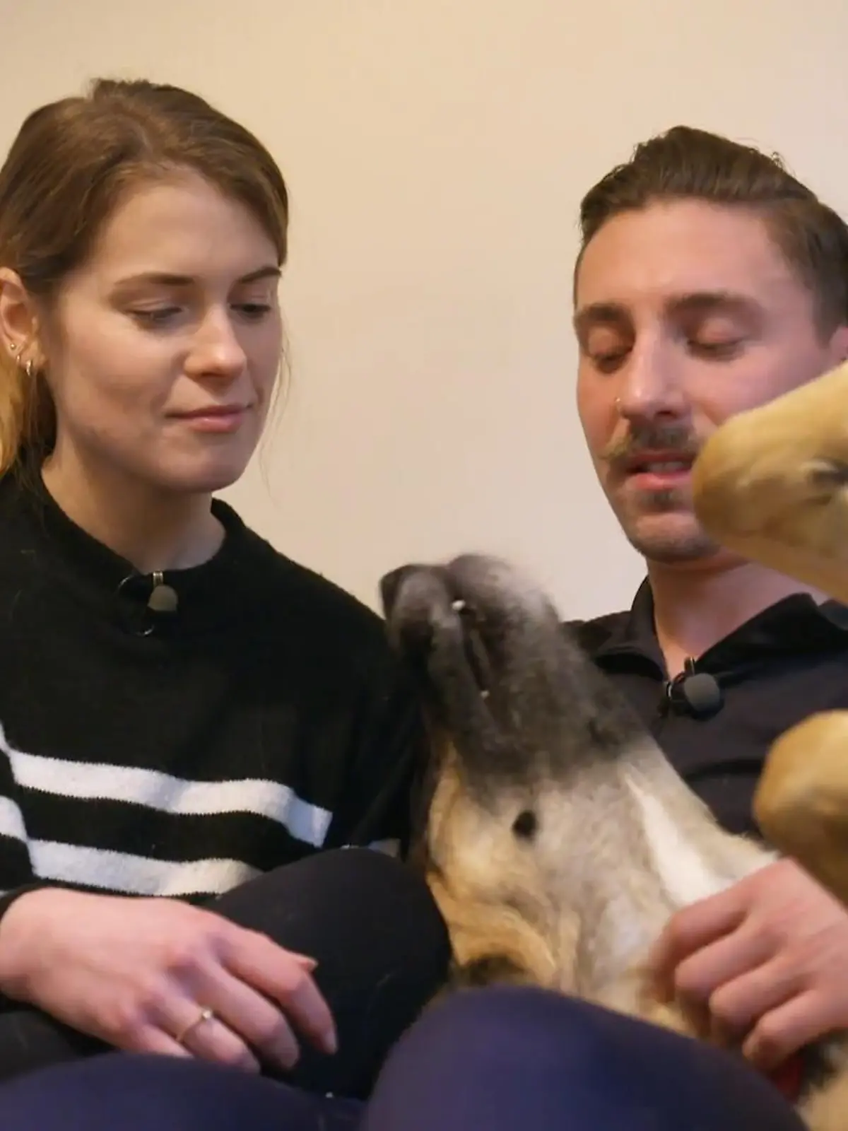 Bild zu: "Stress bei Hundebegegnungen"