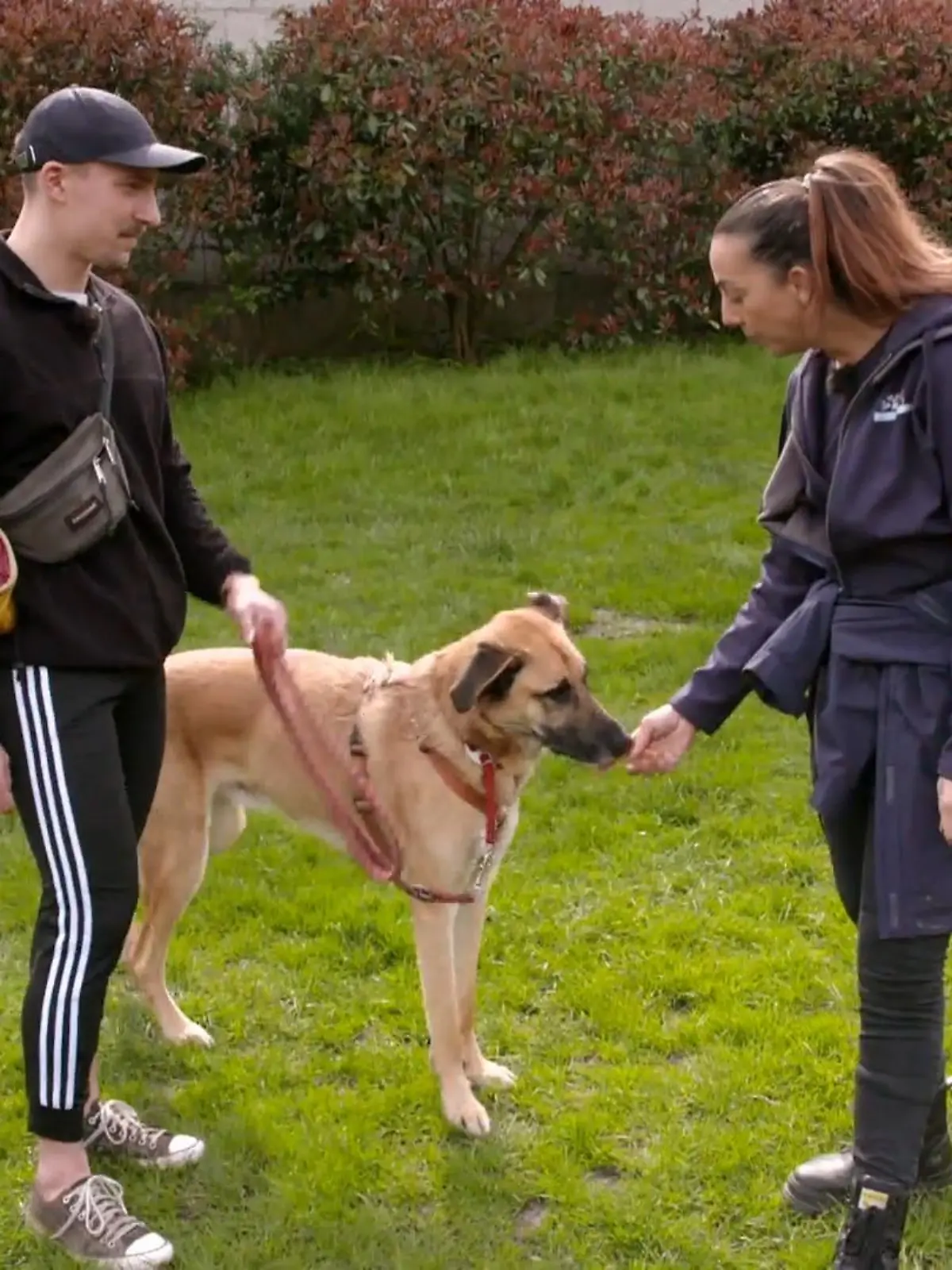 Bild zu: "Ellen Marques trainiert mit Schäferhund Jay"