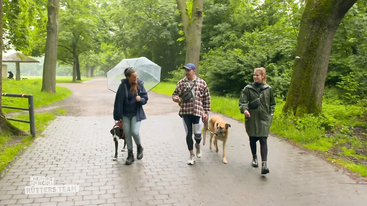 Wie hat sich Schäferhund-Mix Jay verändert? Intensives Training