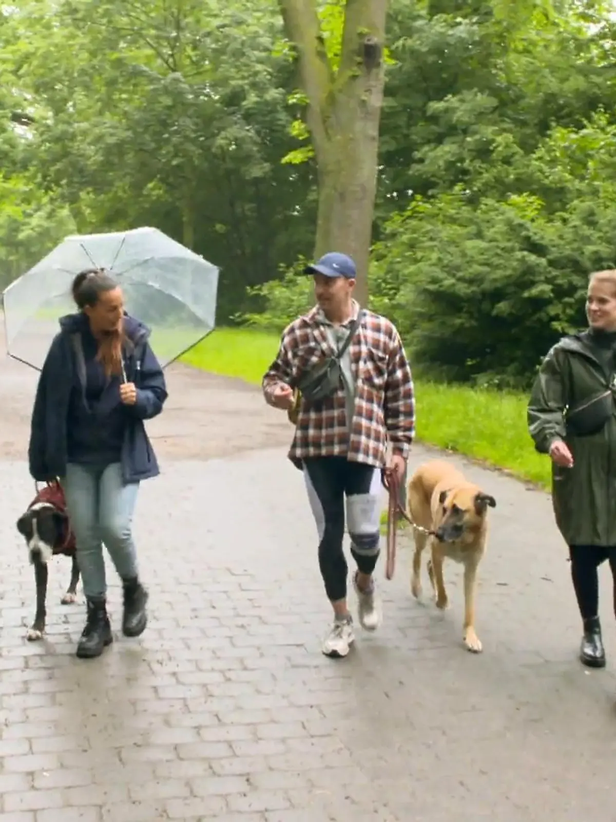 Bild zu: "Wie hat sich Schäferhund-Mix Jay verändert?"