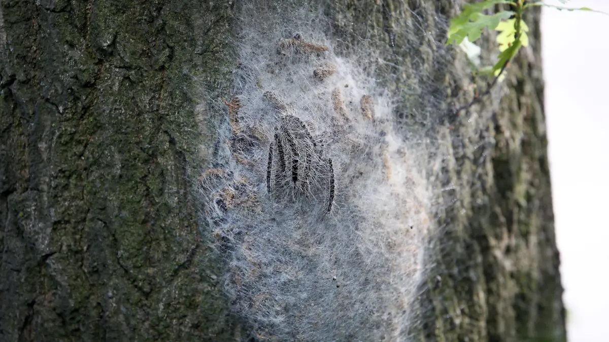 ARCHIV - 10.06.2014, Hamburg: Ein Nest mit Eichen-Prozessionsspinnern hängt an einem Baum. Schleier und Raupen in Büschen und Bäumen lassen derzeit in der Limburger Stadtgärtnerei die Telefone klingeln. Die Anrufer hätten die Befürchtung, dass es sich dabei um die giftigen Raupen des Eichenprozessionsspinners handelt, teilte die Stadt am Mittwoch mit. Foto: Bodo Marks/dpa +++ dpa-Bildfunk +++