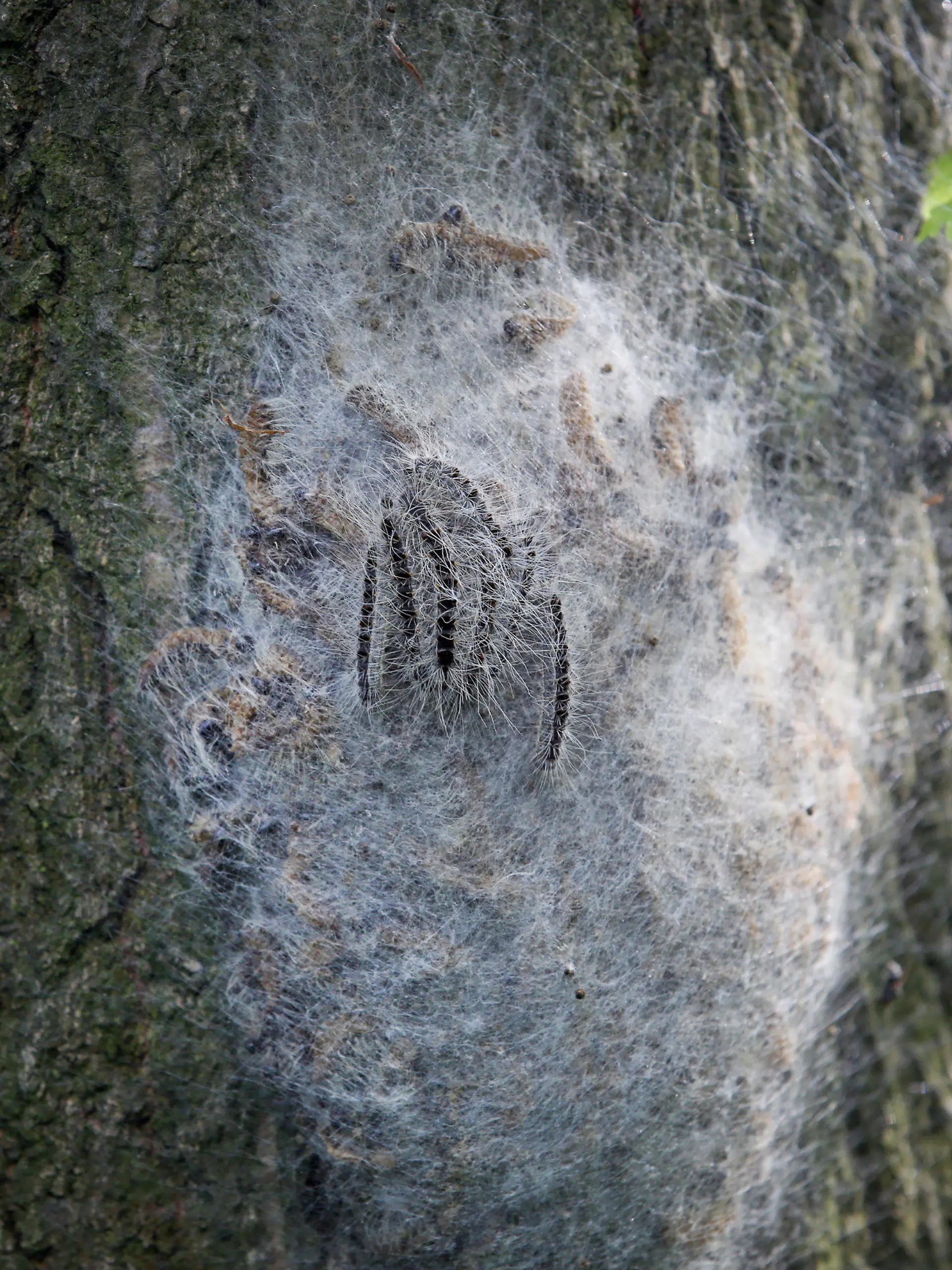 ARCHIV - 10.06.2014, Hamburg: Ein Nest mit Eichen-Prozessionsspinnern hängt an einem Baum. Schleier und Raupen in Büschen und Bäumen lassen derzeit in der Limburger Stadtgärtnerei die Telefone klingeln. Die Anrufer hätten die Befürchtung, dass es sich dabei um die giftigen Raupen des Eichenprozessionsspinners handelt, teilte die Stadt am Mittwoch mit. Foto: Bodo Marks/dpa +++ dpa-Bildfunk +++
