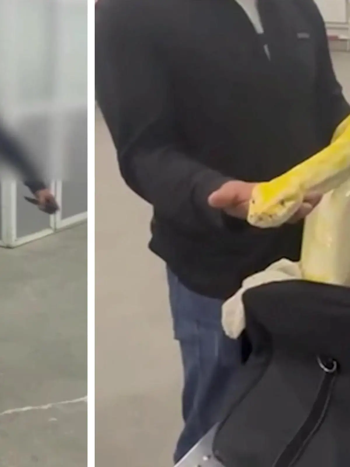Mann versucht, Python im Handgepäck zu schmuggeln!
